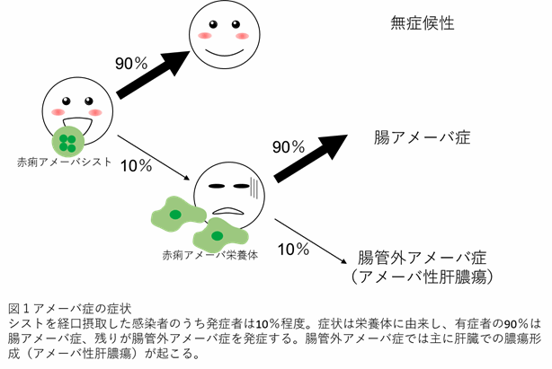 日本で最も多い寄生性原虫感染症である赤痢アメーバ症に、新たな病原性関連遺伝子を発見