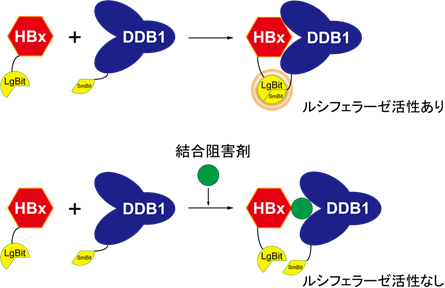 新規作用機序に基づくB型肝炎ウイルス治療薬候補を同定