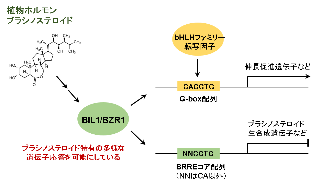 植物ホルモンのマスター転写因子BIL1/BZR1の特異的な立体構造を解明