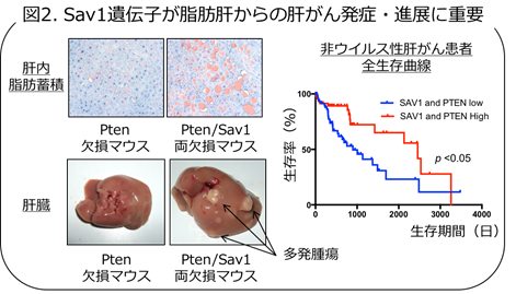 「動く遺伝子」を用いた網羅的遺伝子探索技術により脂肪肝からの肝がん発症に重要ながん遺伝子を同定