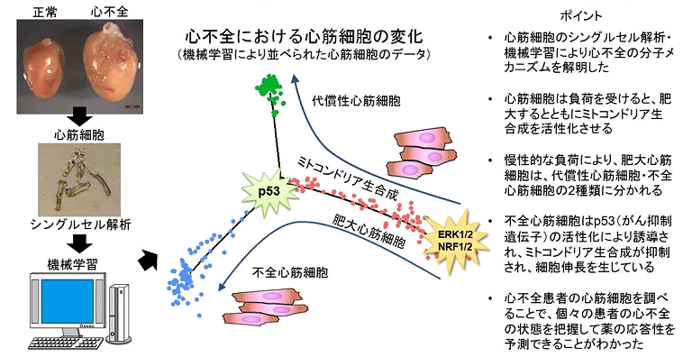 シングルセル解析と機械学習により心不全において心筋細胞が肥大化・不全化するメカニズム（心筋リモデリング機構）を解明