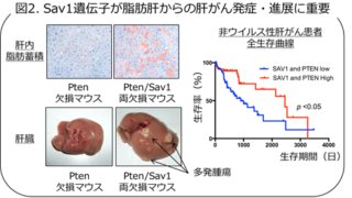 「動く遺伝子」を用いた網羅的遺伝子探索技術により脂肪肝からの肝がん発症に重要ながん遺伝子を同定
