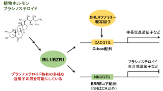 植物ホルモンのマスター転写因子BIL1/BZR1の特異的な立体構造を解明