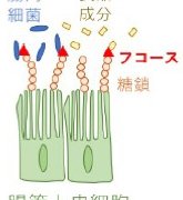 精神的ストレスは腸管上皮の糖鎖構造を変化させる