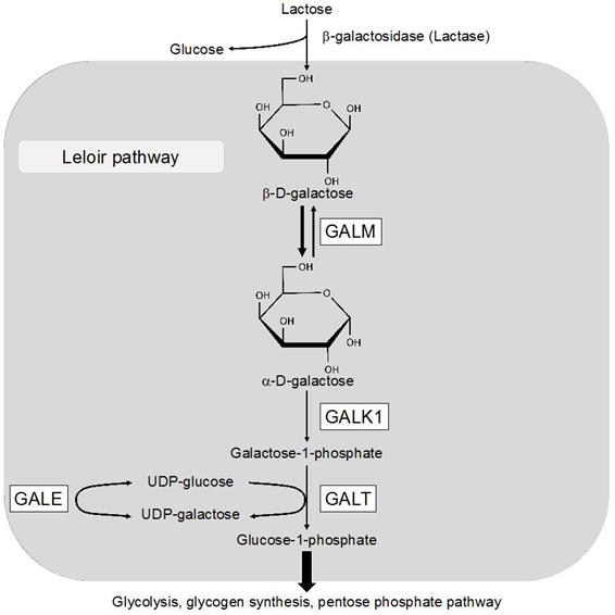 新しいタイプのガラクトース血症を発見