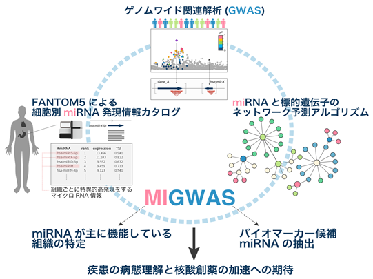 疾患ゲノム情報と組織特異的マイクロRNA発現情報の統合により、関節リウマチのバイオマーカーを同定