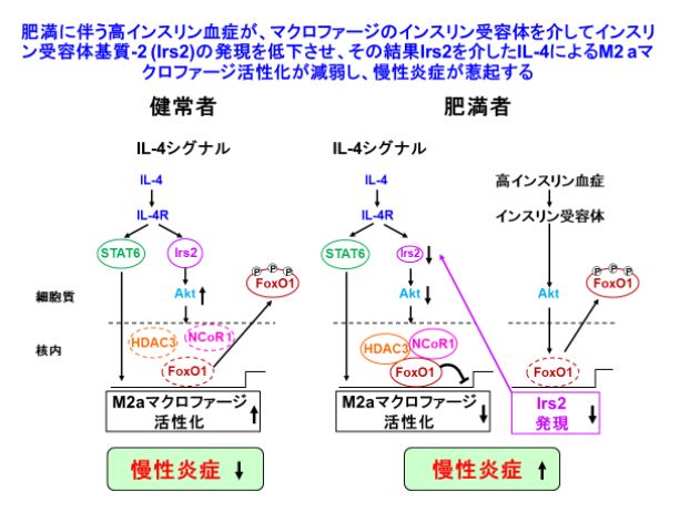 肥満における慢性炎症の新規発症メカニズムの解明