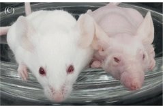 ゲノム編集による動物受精卵の遺伝子組み換え・遺伝子治療の簡便化に成功
