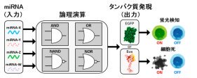 細胞の運命を制御する人工RNA論理回路の構築に成功