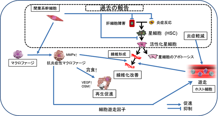 『指揮細胞』である間葉系幹細胞と『実働細胞』であるマクロファージは効果的に肝硬変症の線維化改善、再生促進をもたらす事をそれらの細胞の生体内での動態も含めて明らかにしました