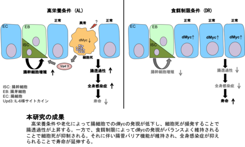 食餌制限によって腸管バリア機能が維持されるメカニズムの一端を明らかにしました