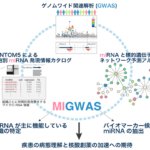 疾患ゲノム情報と組織特異的マイクロRNA発現情報の統合により、関節リウマチのバイオマーカーを同定
