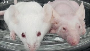 ゲノム編集による動物受精卵の遺伝子組み換え・遺伝子治療の簡便化に成功