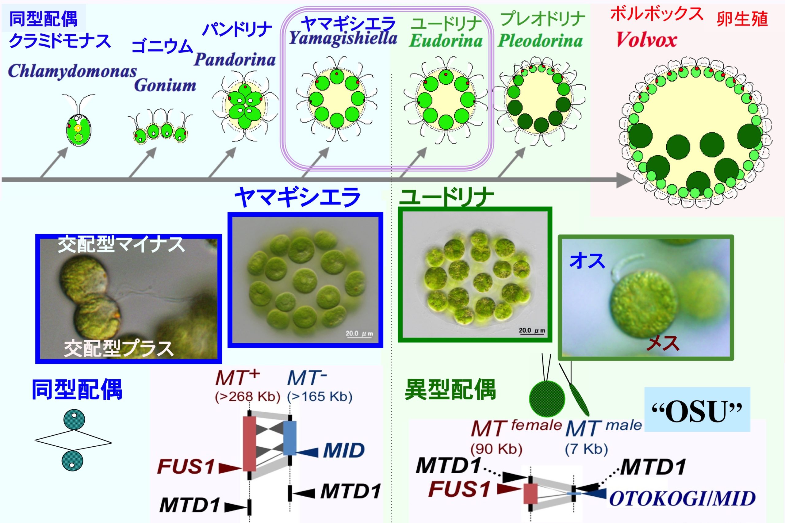 次世代ゲノム解読が解明したオス誕生の極小の性染色体領域”アダム”の小さな設計図 “OSU”の発見