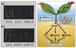 光環境に合わせた植物のリン栄養獲得制御の発見