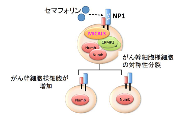 乳がん幹細胞様細胞が分裂し、倍増する仕組み発見！