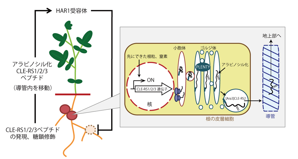 マメ科植物と根粒菌の共生バランスの維持機構の新たな一員、小分子ペプチドの糖鎖修飾酵素PLENTYを同定
