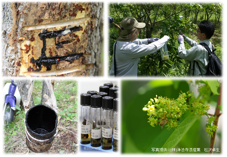 岩手県二戸市の希少なウルシから分離した製品開発用微生物の提供