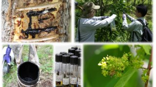 岩手県二戸市の希少なウルシから分離した製品開発用微生物の提供