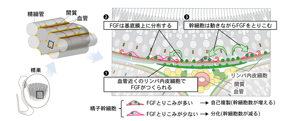 精子幹細胞の数を一定に保つ新たな仕組みを発見 精子幹細胞の数を一定に保つ新たな仕組みを発見