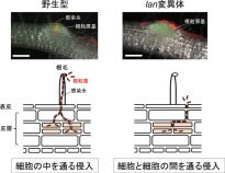 植物の根の微生物共生に欠かせない新しい因子の発見