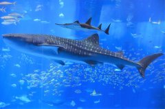 同位体で解く世界最大の魚ジンベエザメの採餌生態の謎