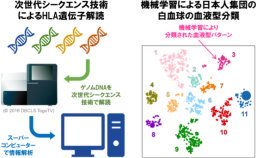 機械学習と次世代シークエンス技術の活用により日本人集団の白血球の血液型を解明