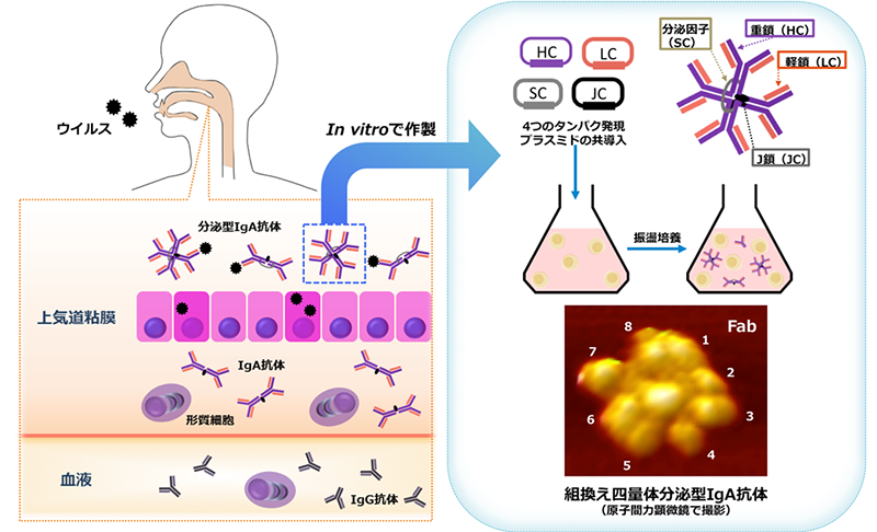 新規開発の四量体SIgA抗体作製技術を用いて分泌型IgA抗体のインフルエンザウイルス不活化機構を解明