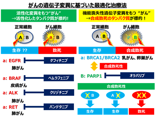 日本人に多い卵巣明細胞がんなどでみられるARID1A遺伝子変異がんを対象に代謝（メタボローム）を標的とした新たながん治療法を発見
