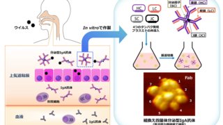 新規開発の四量体SIgA抗体作製技術を用いて分泌型IgA抗体のインフルエンザウイルス不活化機構を解明