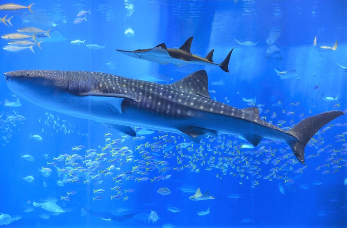 同位体で解く世界最大の魚ジンベエザメの採餌生態の謎 同位体で解く世界最大の魚ジンベエザメの採餌生態の謎