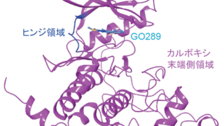 概日時計のスピードを遅らせる新しい化合物を発見