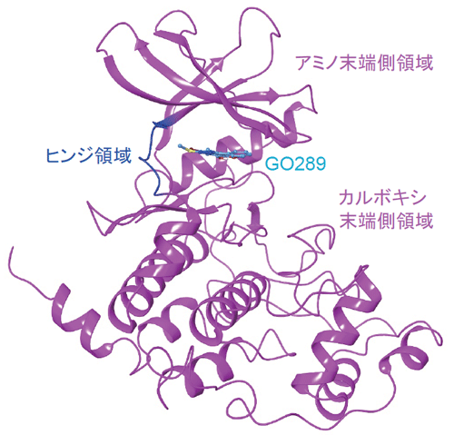 概日時計のスピードを遅らせる新しい化合物を発見