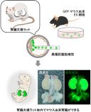 遺伝子操作によって腎臓を作ることができない動物に別の種の多能性幹細胞からなる腎臓を発生させることに成功