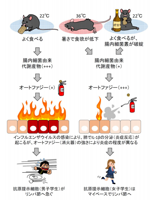 腸内細菌叢がインフルエンザワクチンの効果を高めるメカニズムを解明