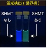 セリン代謝酵素の働きをモニタリングするセンサー分子を開発