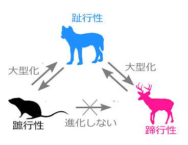 哺乳類の体重の進化には歩行様式（足の着き方）が関係していた