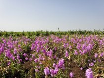 食糧生産に甚大な被害をもたらす寄生植物ストライガの養水分収奪機構を解明