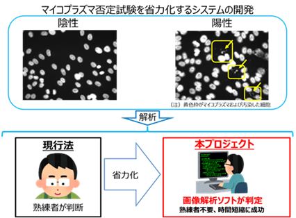 AI技術を用いてマイコプラズマ否定試験を省力化　iPS細胞由来治験製品の品質試験に有効