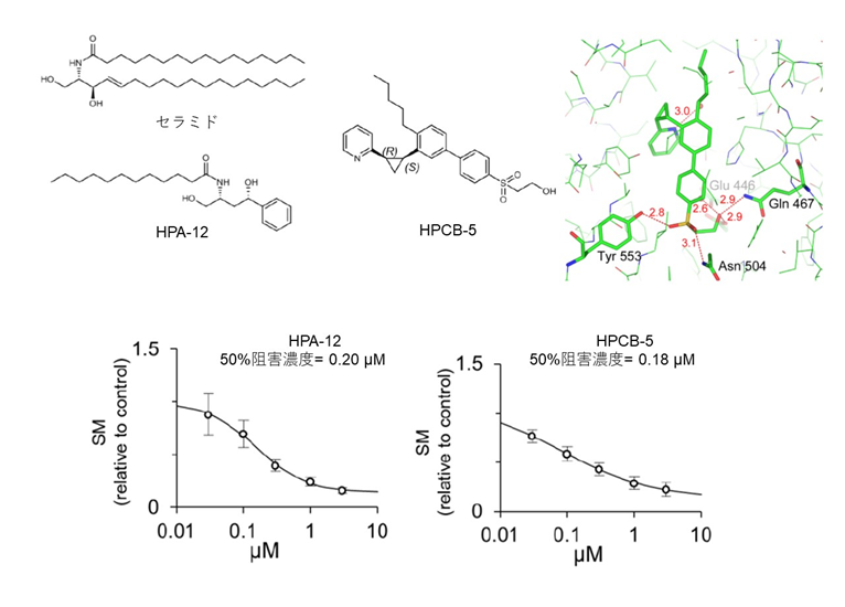 細胞内の脂質の物流をコントロール：セラミド輸送タンパク質の新規阻害剤を開発