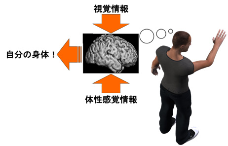自分の身体に気づくための2つの処理過程を発見