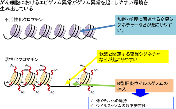 肝臓がんのゲノムを新手法で解析 B型肝炎ウイルスによる新たな発がんメカニズムを発見