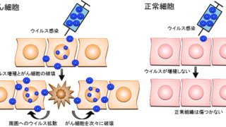 脳腫瘍に対するウイルス療法の医師主導治験で高い治療効果を確認