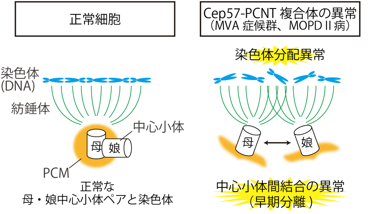 Cep57-PCNT複合体による分裂期中心体の制御機構の解明: