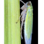 害虫の唾液からイネの食害を促すタンパク質を発見
