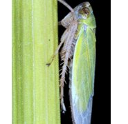 害虫の唾液からイネの食害を促すタンパク質を発見