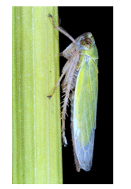 害虫の唾液からイネの食害を促すタンパク質を発見