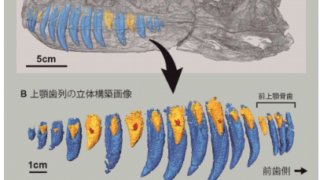 ティラノサウルス科の化石から歯の生えかわりの規則性を解明
