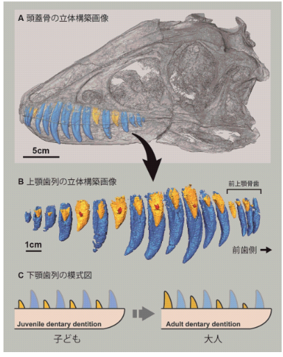 ティラノサウルス科の化石から歯の生えかわりの規則性を解明