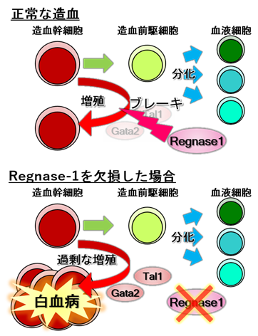 白血病の発症に関わる新たな分子機構を発見
